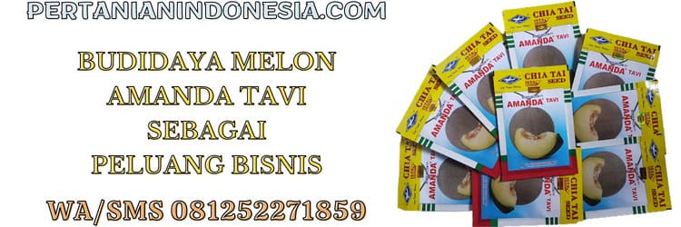 budidaya,budidaya melon,hibrida,melon hibrida,petani